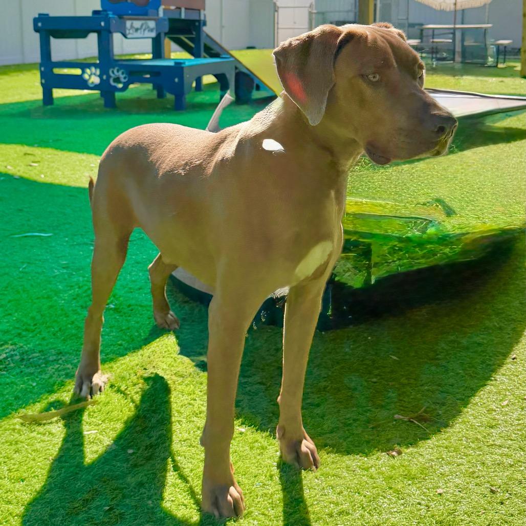 Enlarge Rolly, a Adoptable mixed breed in Sarasota, FL image 1/6