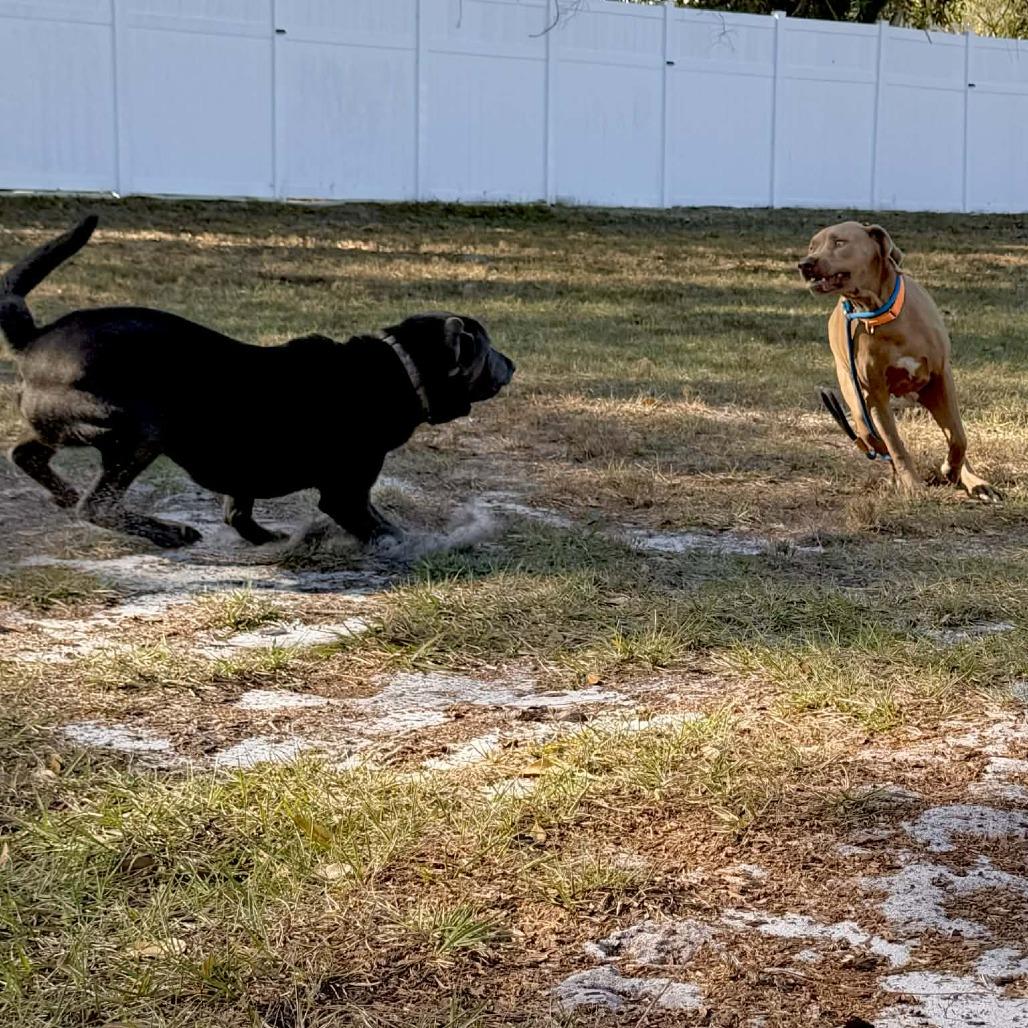 Enlarge Rolly, a Adoptable mixed breed in Sarasota, FL image 2/6