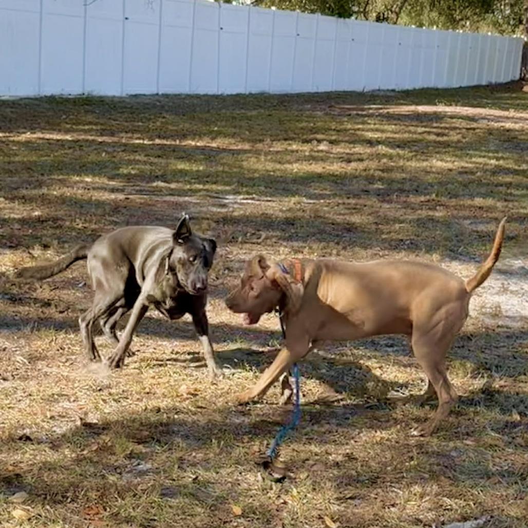 Enlarge Rolly, a Adoptable mixed breed in Sarasota, FL image 3/6