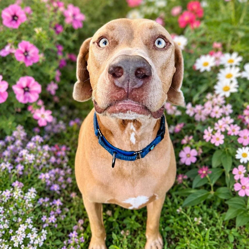 Rolly, a Adoptable mixed breed in Sarasota, FL image 2/6