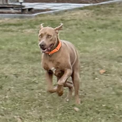 Enlarge Rolly, a Adoptable mixed breed in Sarasota, FL image 4/6