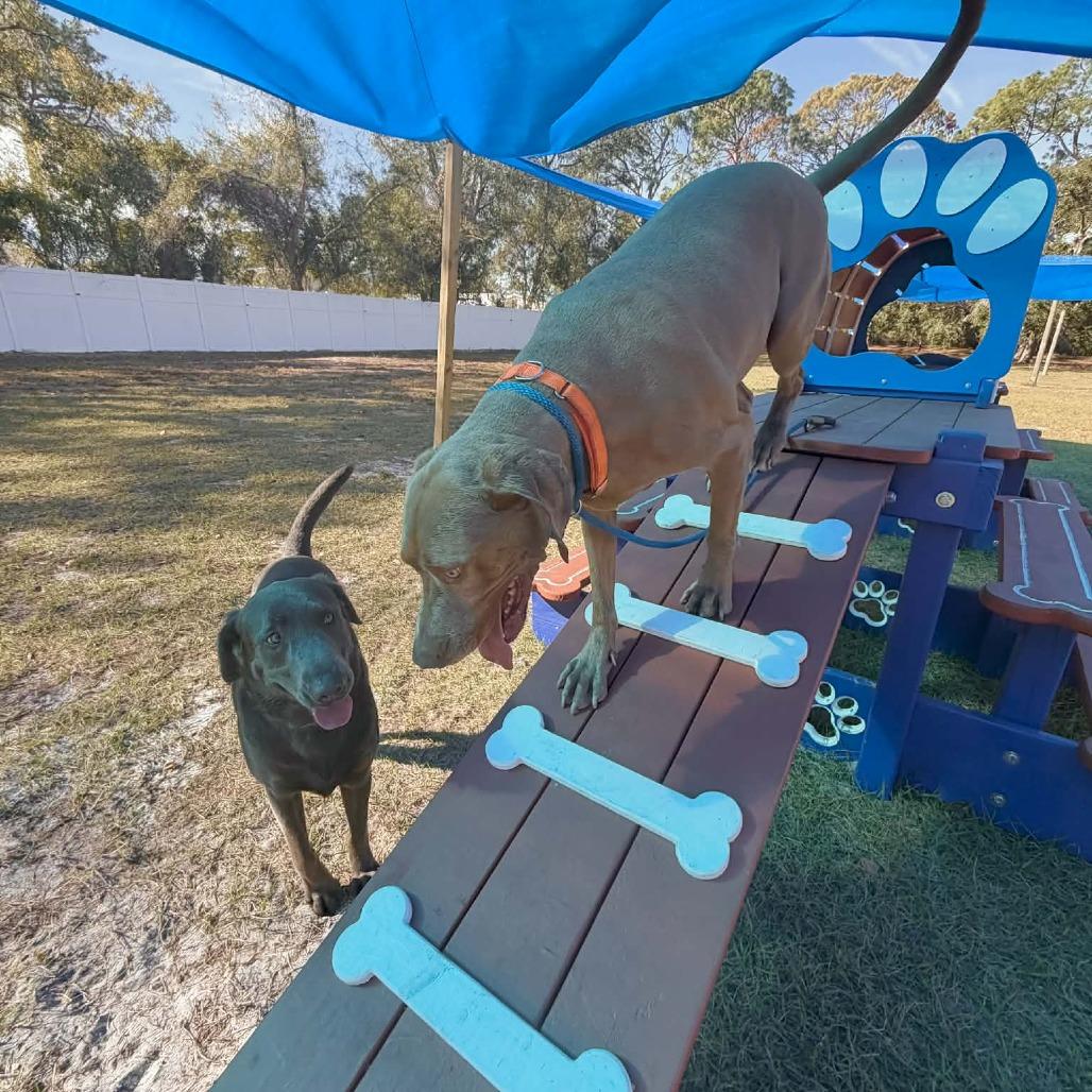 Enlarge Rolly, a Adoptable mixed breed in Sarasota, FL image 5/6