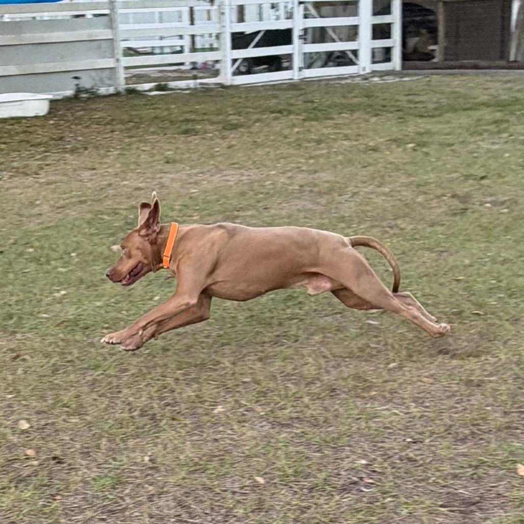 Enlarge Rolly, a Adoptable mixed breed in Sarasota, FL image 6/6