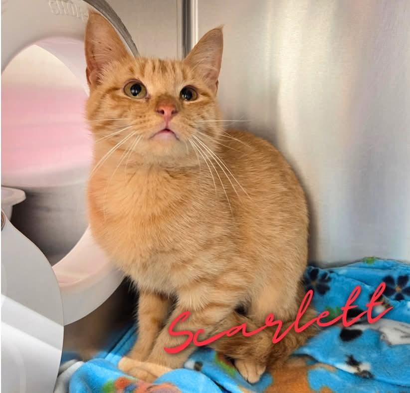 Enlarge Scarlett, a Adoptable Domestic Short Hair in Nevada, IA image 1/1