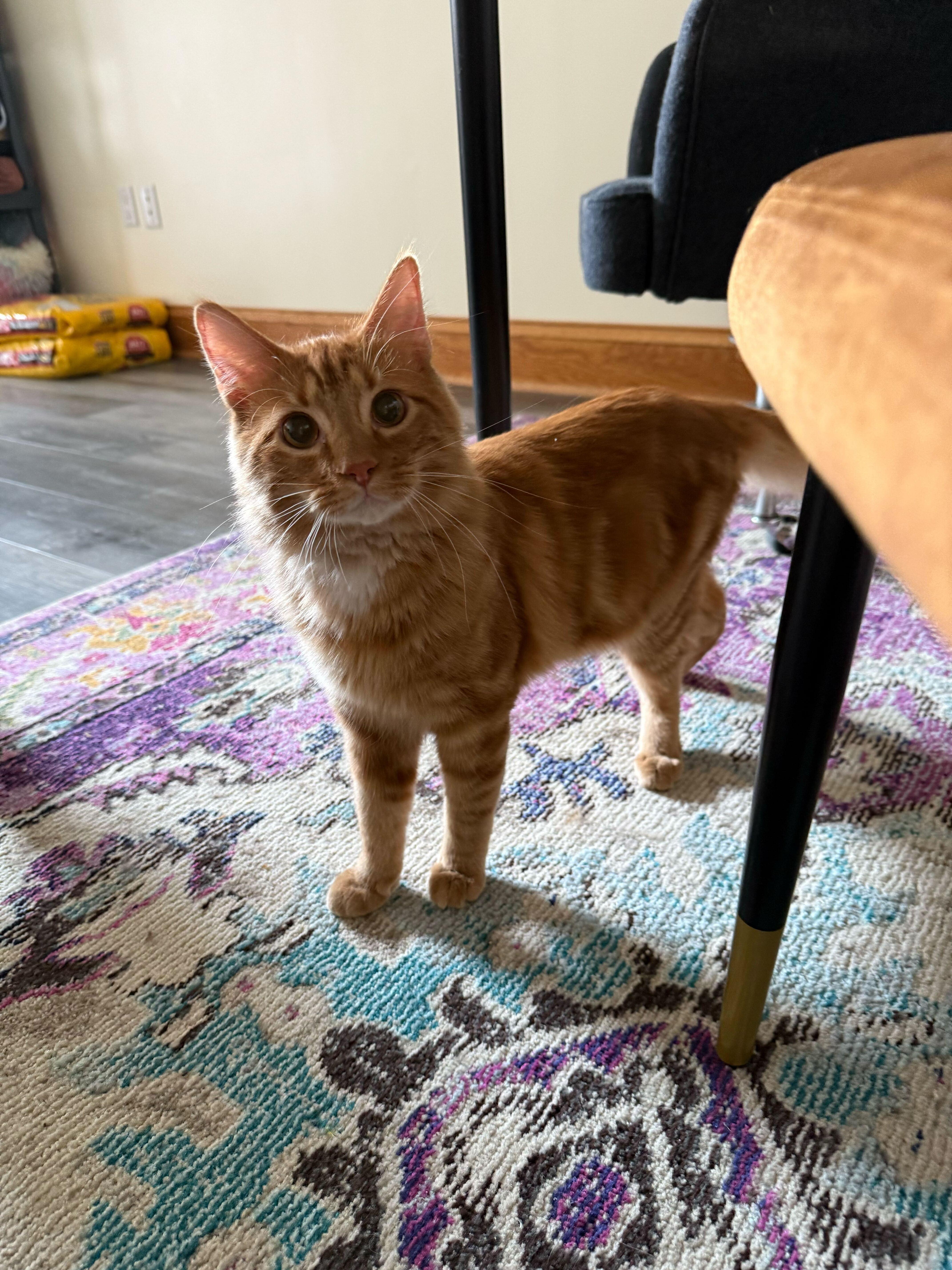 Enlarge Cricket & Pumpkin (café) , an adopted Domestic Medium Hair in West Lafayette, IN image 2/4