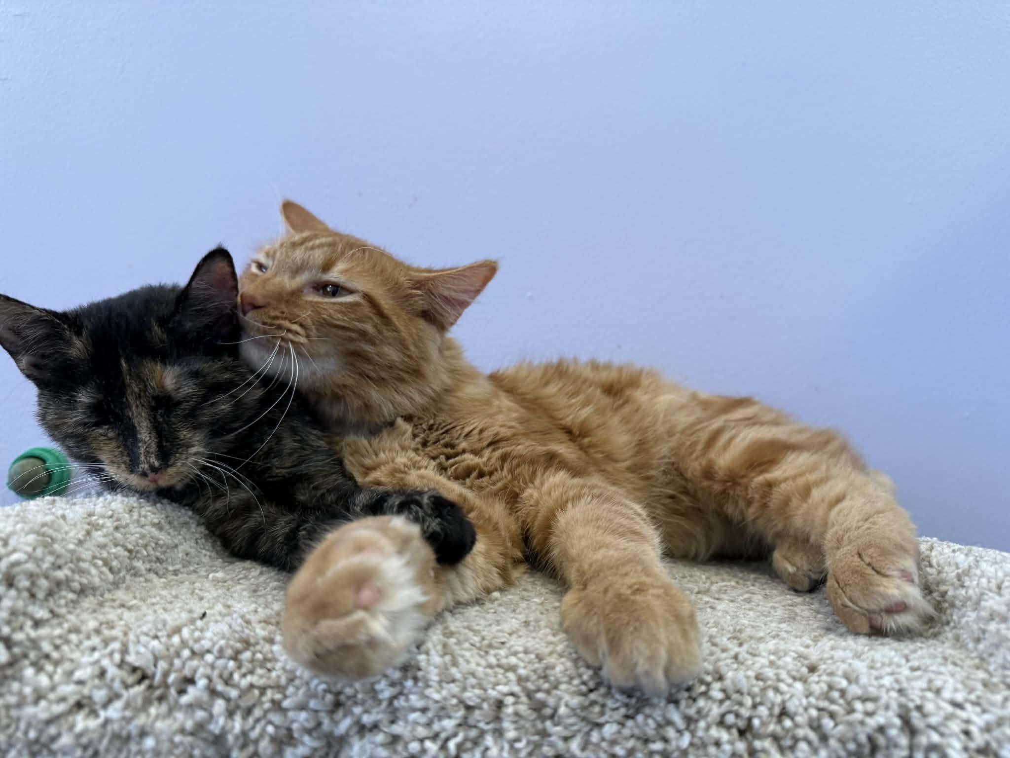 Enlarge Cricket & Pumpkin (café) , an adopted Domestic Medium Hair in West Lafayette, IN image 1/4