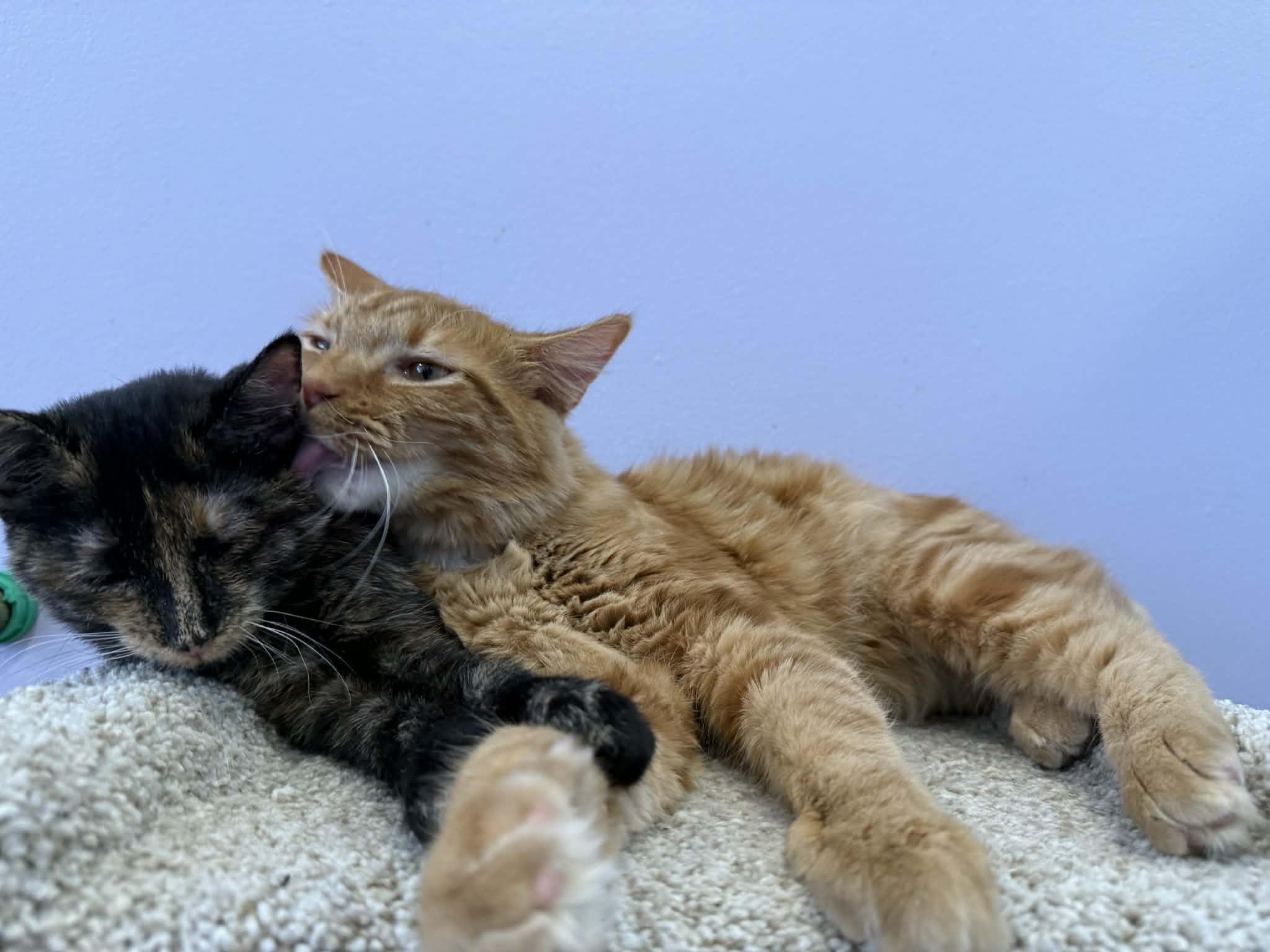 Enlarge Cricket & Pumpkin (café) , an adopted Domestic Medium Hair in West Lafayette, IN image 4/4