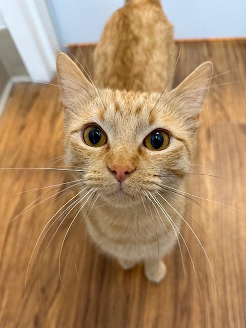 Enlarge Sophia, a ADOPTABLE Domestic Short Hair in Medina, OH image 1/1