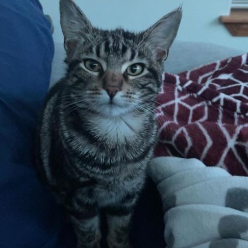 Bear, a Adopted Tabby in Seattle, WA image 1/4