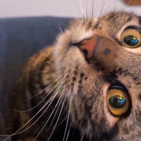 Bear, a Adopted Tabby in Seattle, WA image 2/4