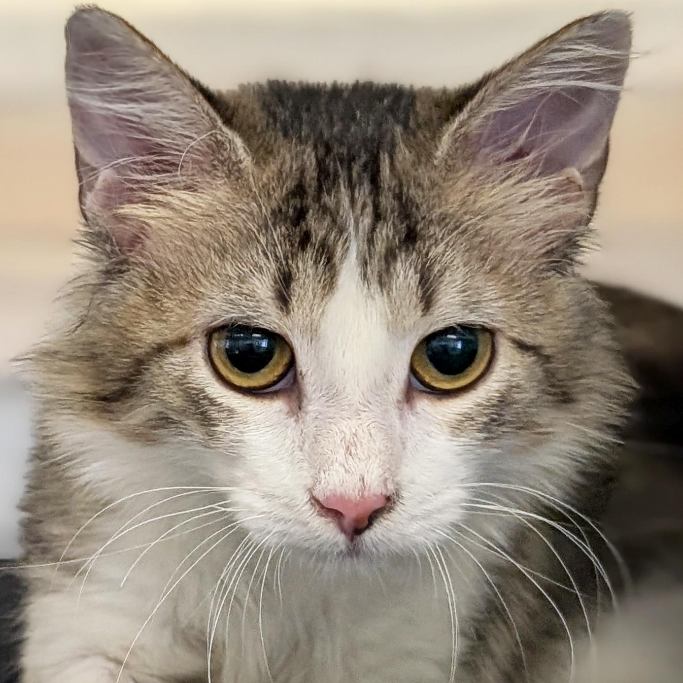 Enlarge Cella, an adopted Domestic Medium Hair in Madison, WI image 1/2