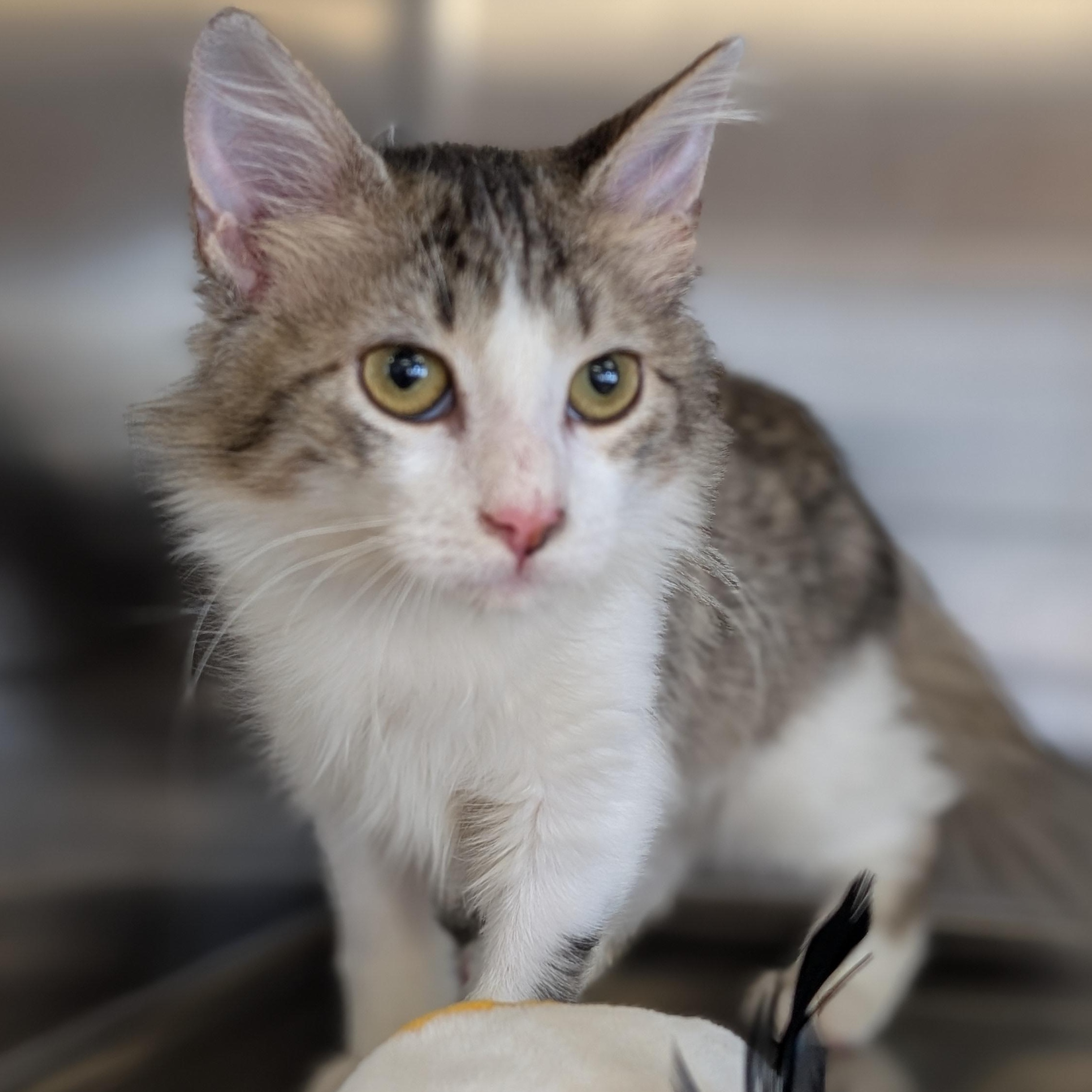 Enlarge Cella, an adopted Domestic Medium Hair in Madison, WI image 2/2