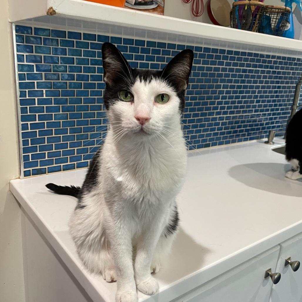 Dakota, Adoptable, Senior Female Domestic Short Hair.