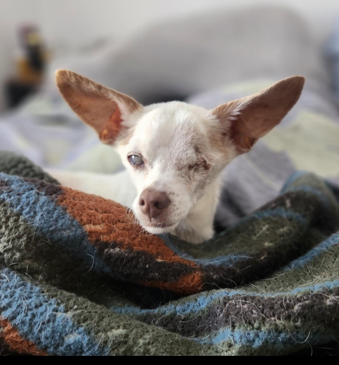 Bruiser , a ADOPTABLE Chihuahua in Hayward, CA image 2/4