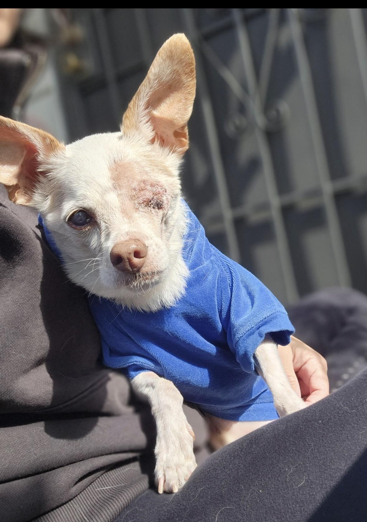 Bruiser , a ADOPTABLE Chihuahua in Hayward, CA image 4/4