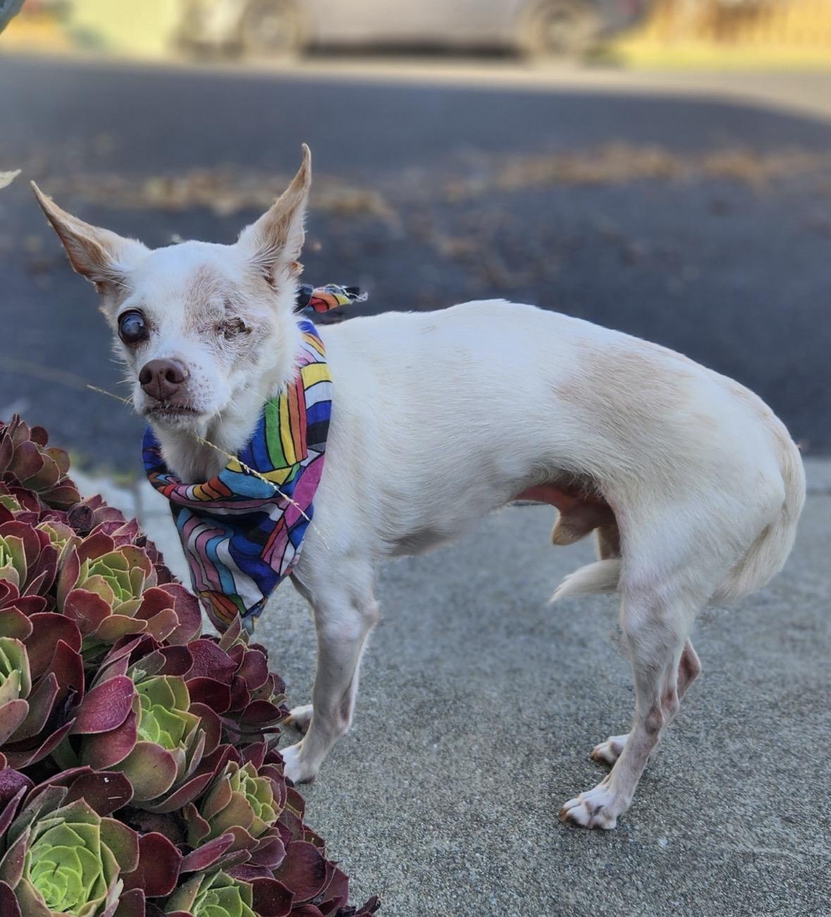Bruiser , a ADOPTABLE Chihuahua in Hayward, CA image 3/4