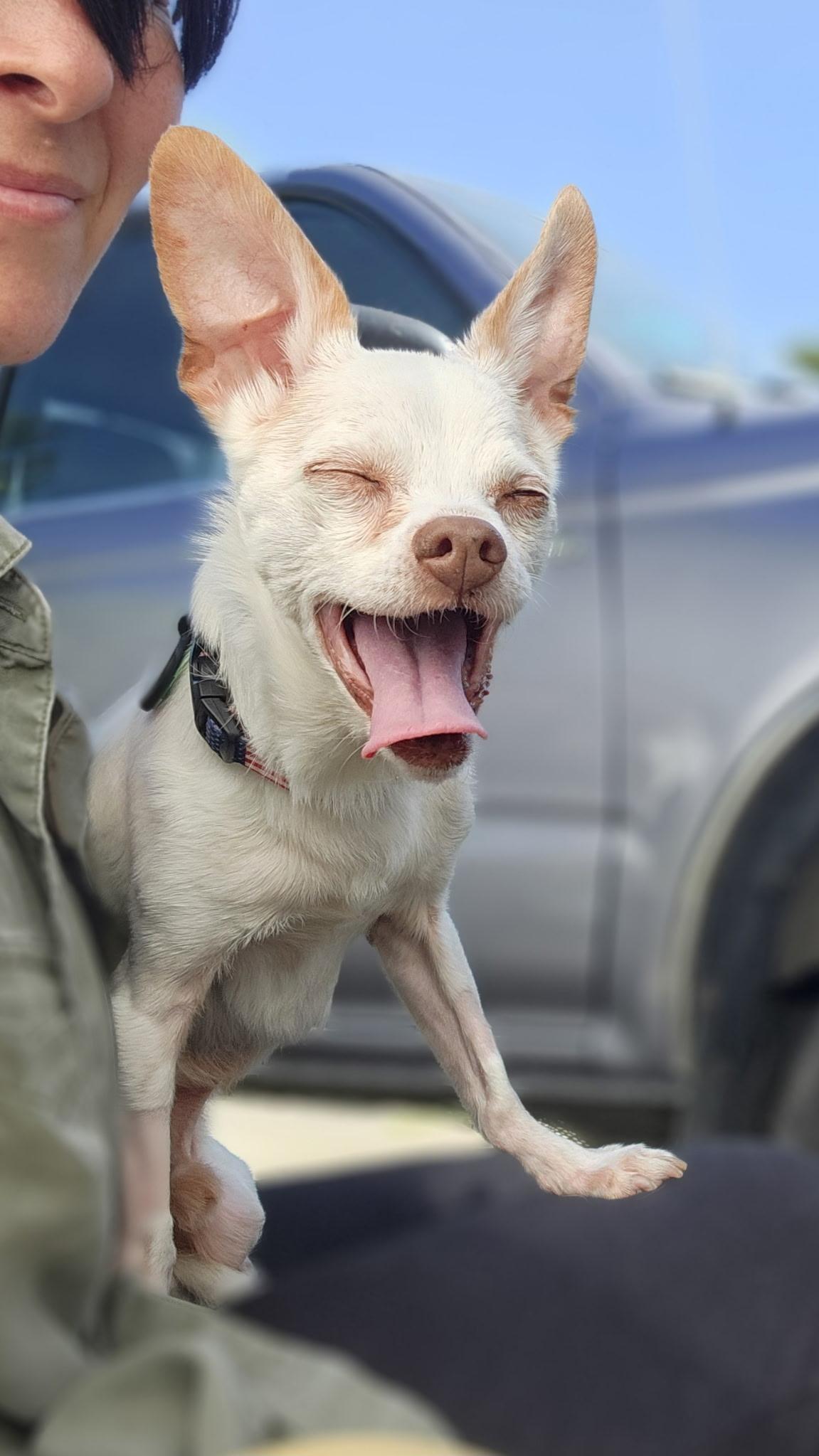 Bruiser , a ADOPTABLE Chihuahua in Hayward, CA image 1/4