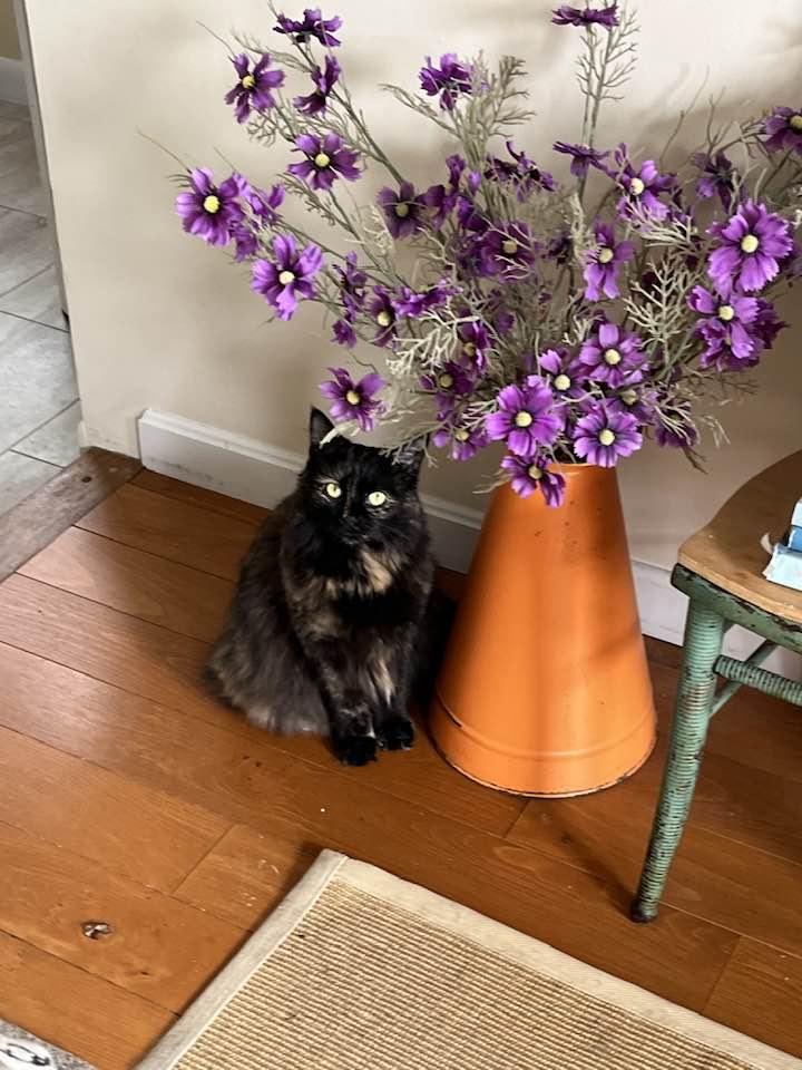 Peanut, Adopted, Adult Female Domestic Long Hair.