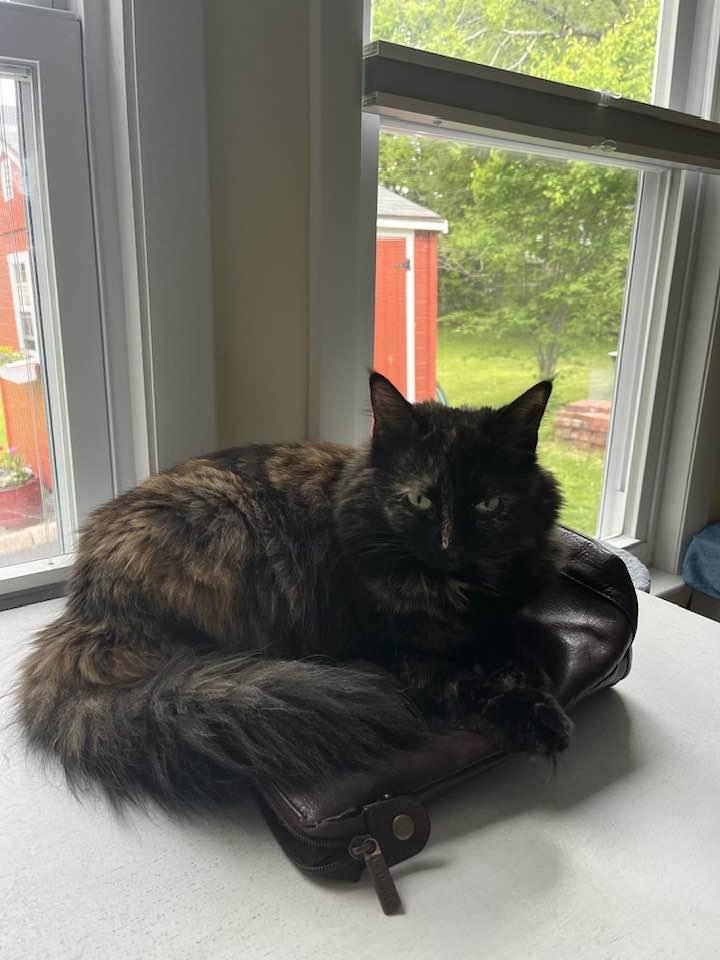 Enlarge Peanut, a Adopted Domestic Long Hair in Portland, ME image 3/3