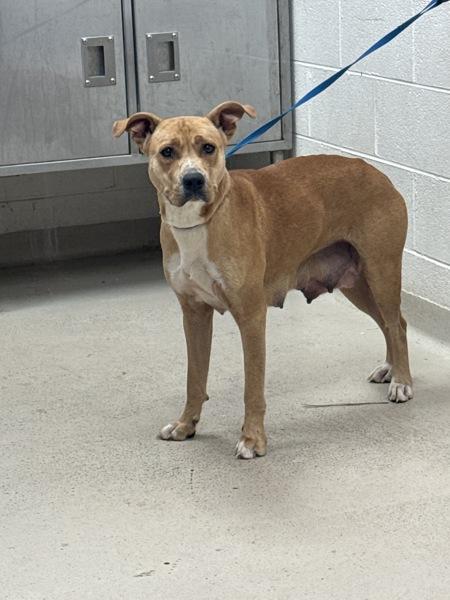 Enlarge Kyla (57), a Adoptable mixed breed in Marietta, GA image 1/1