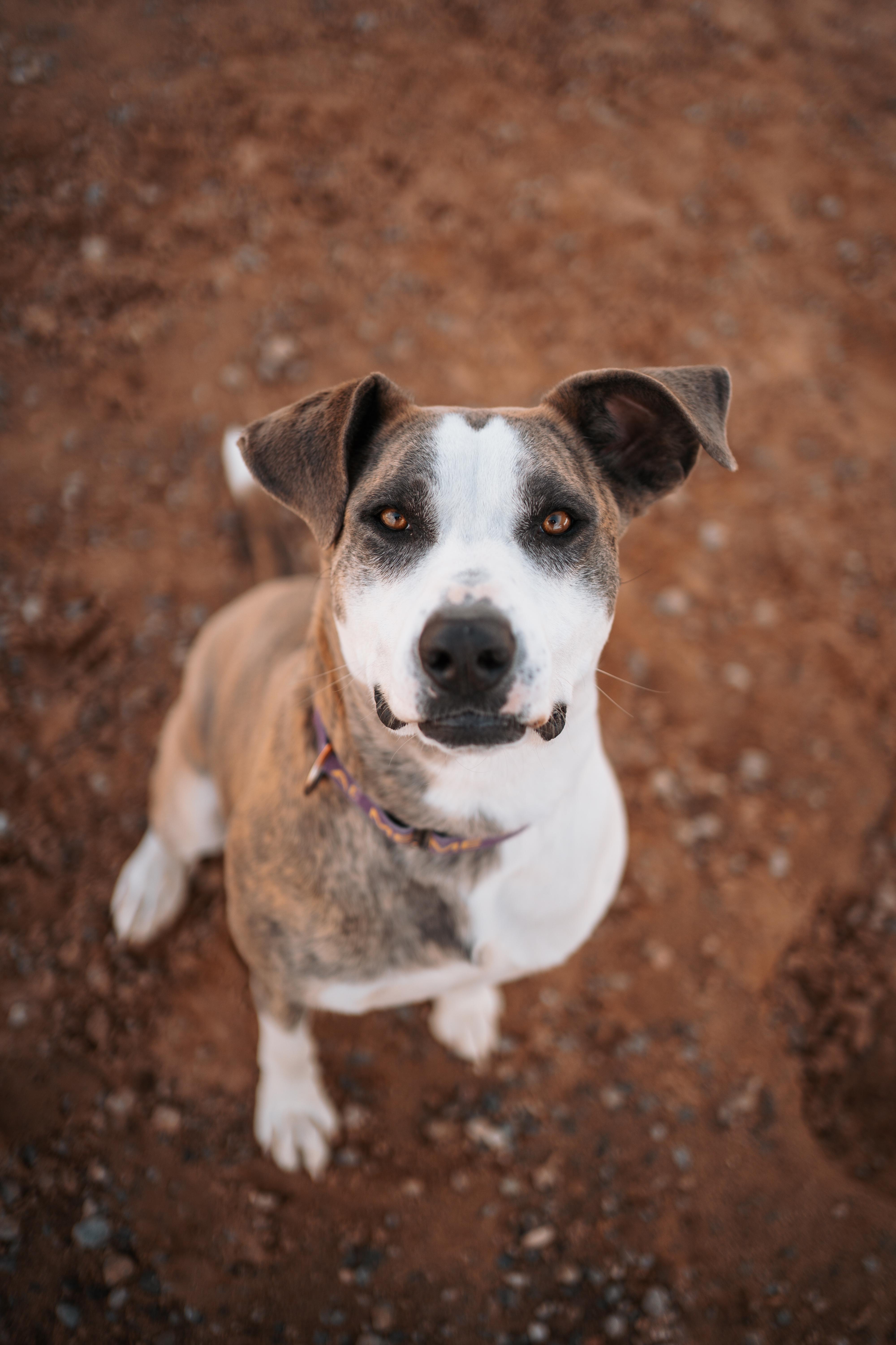 Enlarge Loona, a Adoptable mixed breed in Bernalillo, NM image 5/6
