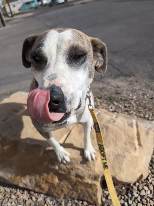 Enlarge Loona, a Adoptable mixed breed in Bernalillo, NM image 2/6