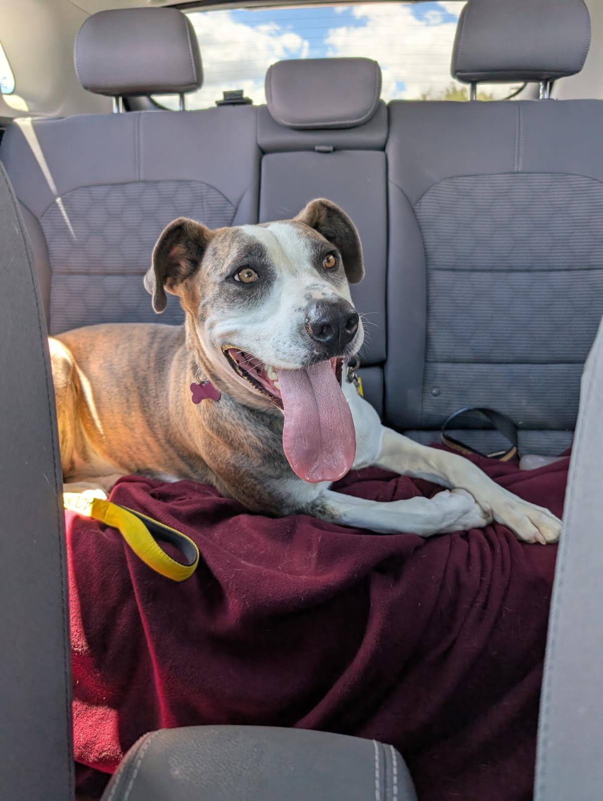 Loona, an adoptable Catahoula Leopard Dog, Labrador Retriever in Bernalillo, NM, 87004 | Photo Image 3
