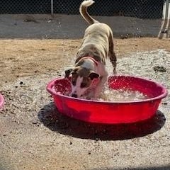 Loona, Adult Female Catahoula Leopard Dog