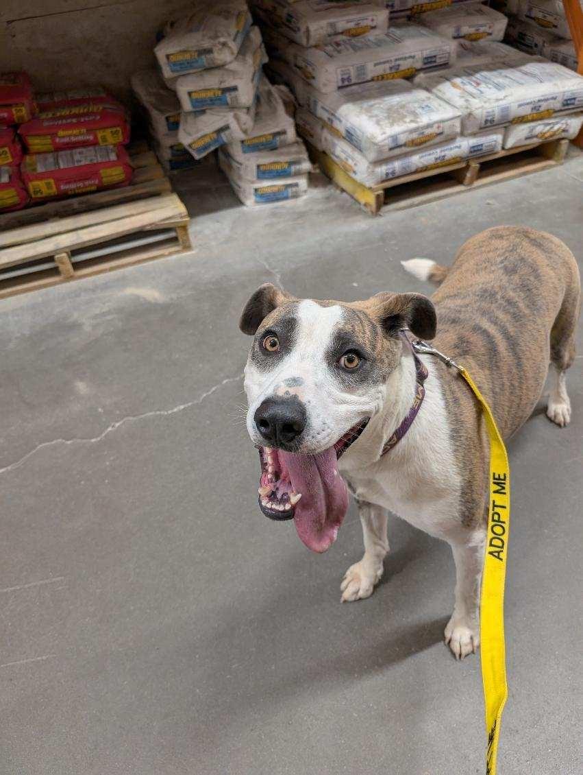 Loona, an adoptable Catahoula Leopard Dog, Labrador Retriever in Bernalillo, NM, 87004 | Photo Image 4