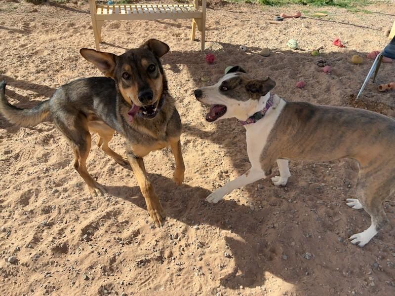 Loona, an adoptable Catahoula Leopard Dog, Labrador Retriever in Bernalillo, NM, 87004 | Photo Image 4