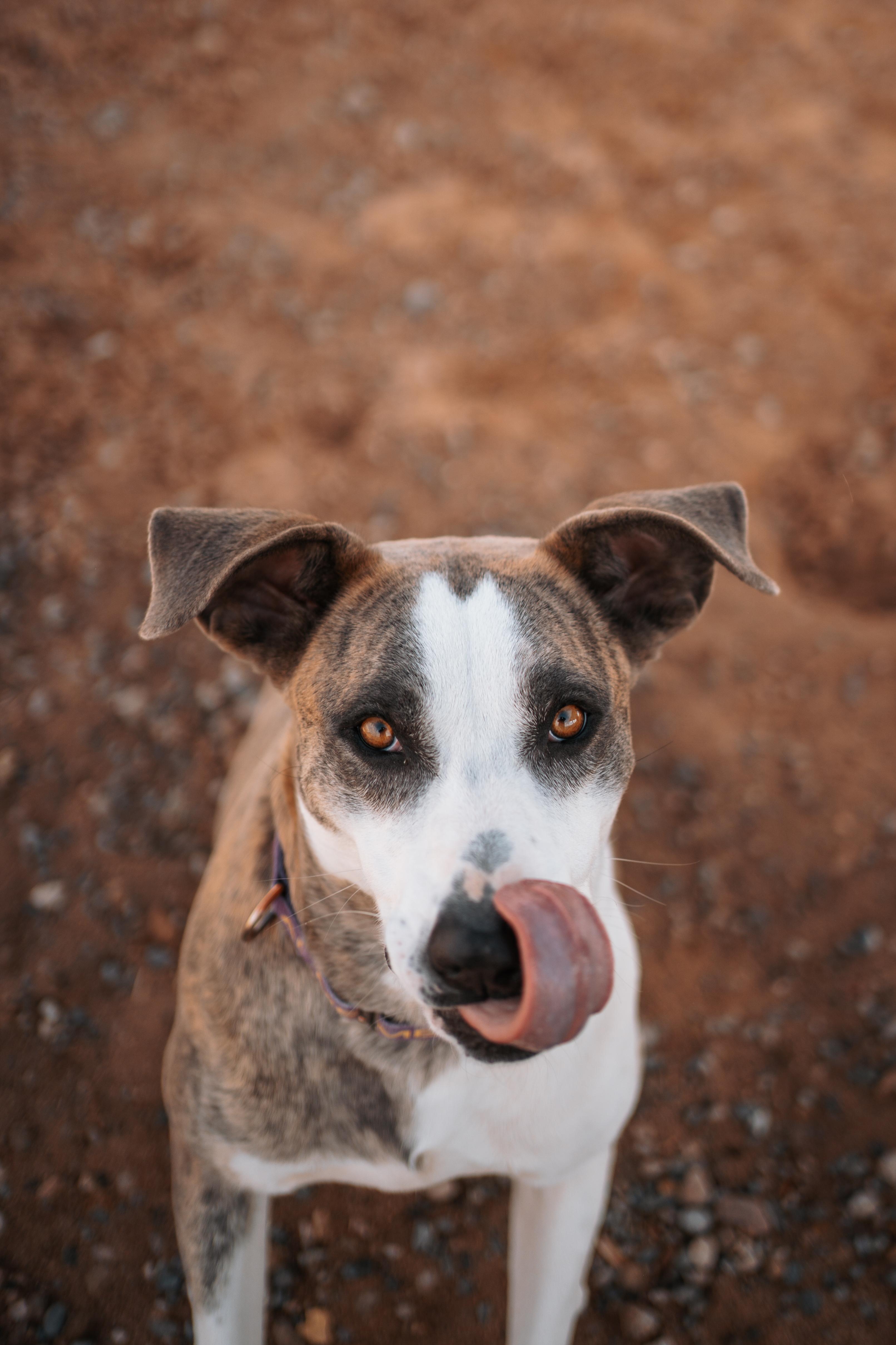 Loona, Adoptable, Adult Female Catahoula Leopard Dog & Labrador Retriever.