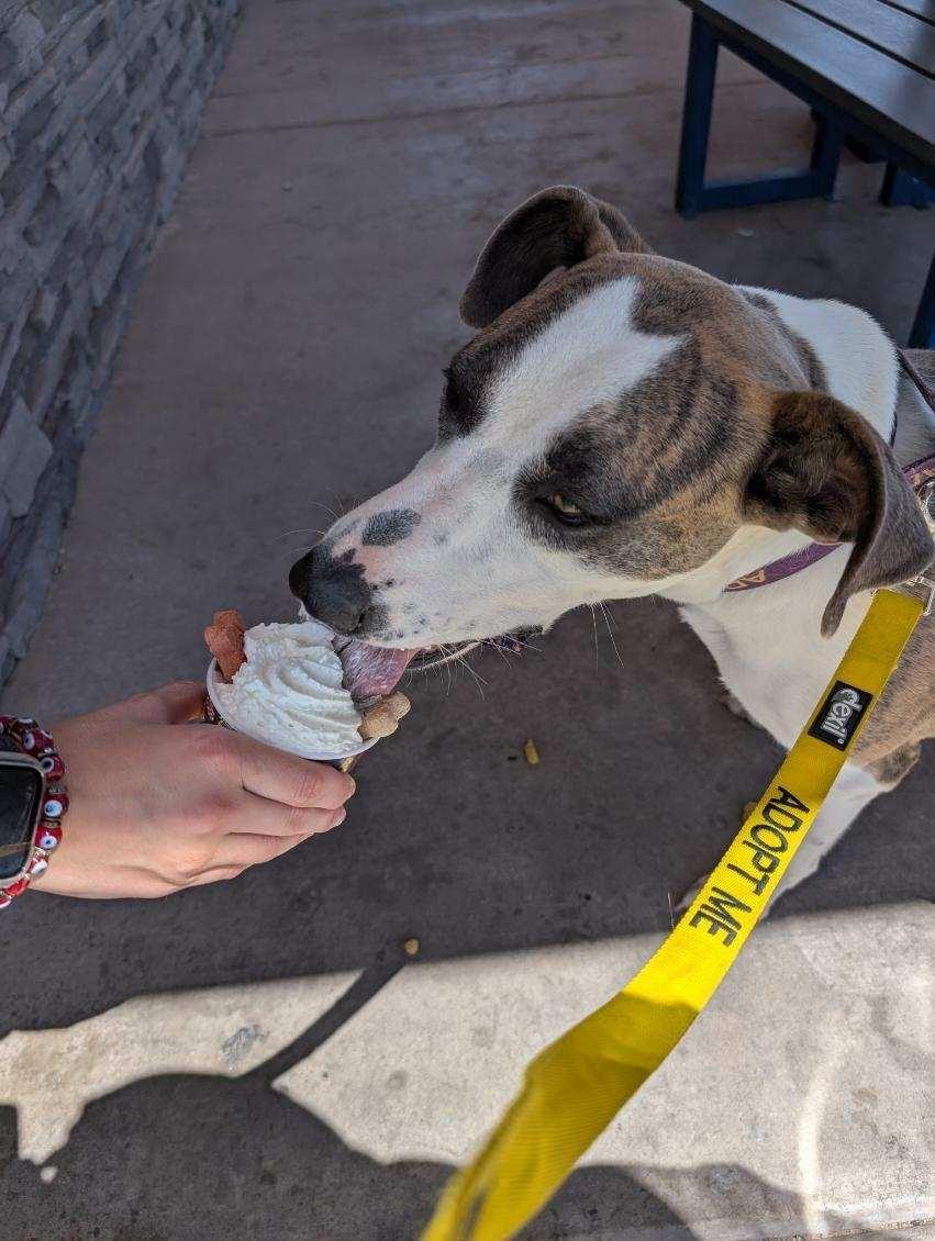Loona, an adoptable Catahoula Leopard Dog, Labrador Retriever in Bernalillo, NM, 87004 | Photo Image 1