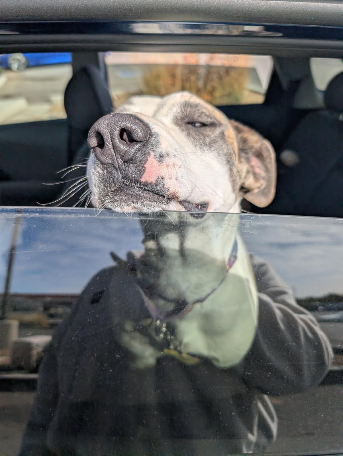 Loona, an adoptable Catahoula Leopard Dog, Labrador Retriever in Bernalillo, NM, 87004 | Photo Image 5