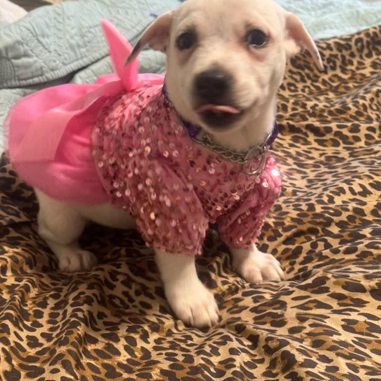 Enlarge Mia, an adopted mixed breed in Miami, FL image 4/6