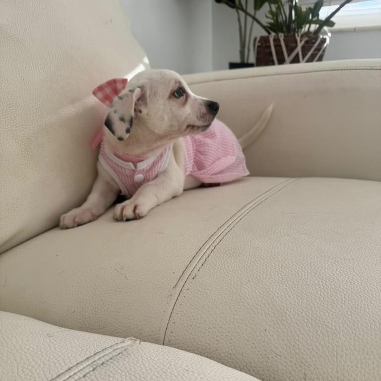 Enlarge Mia, an adopted mixed breed in Miami, FL image 5/6
