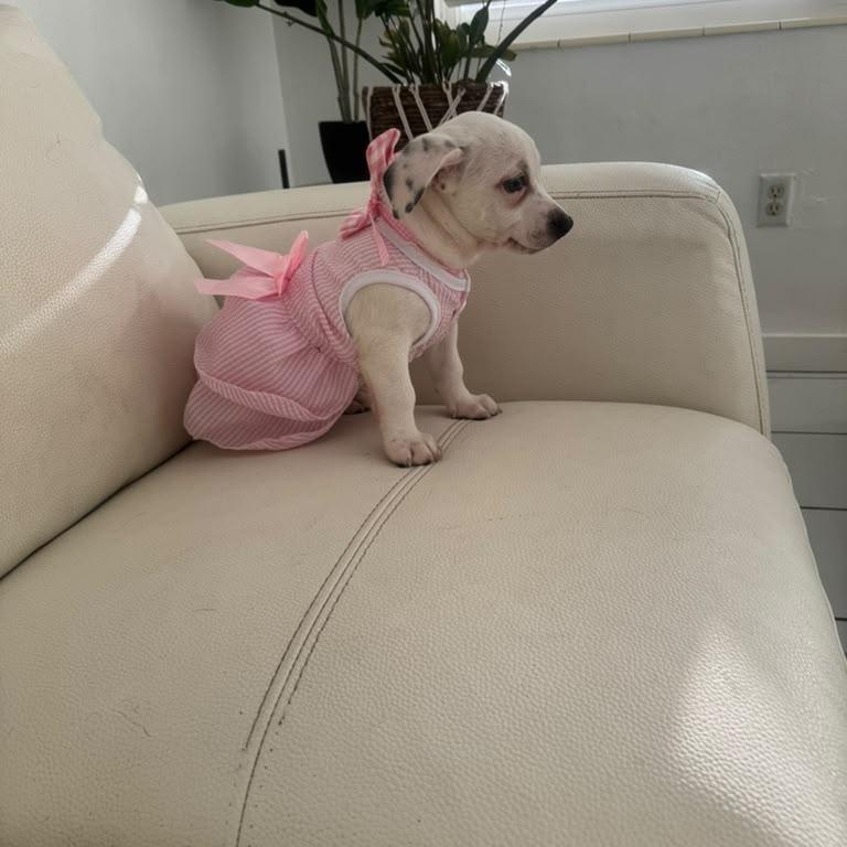 Enlarge Mia, an adopted mixed breed in Miami, FL image 6/6