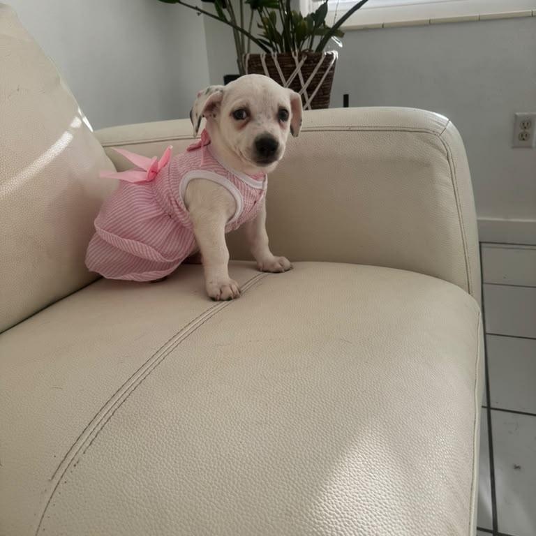 Enlarge Mia, an adopted mixed breed in Miami, FL image 3/6