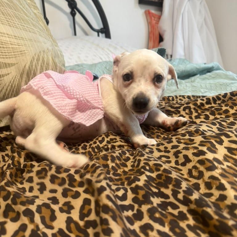 Enlarge Mia, an adopted mixed breed in Miami, FL image 1/6