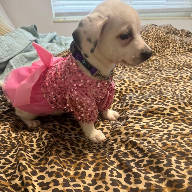 Enlarge Mia, an adopted mixed breed in Miami, FL image 2/6