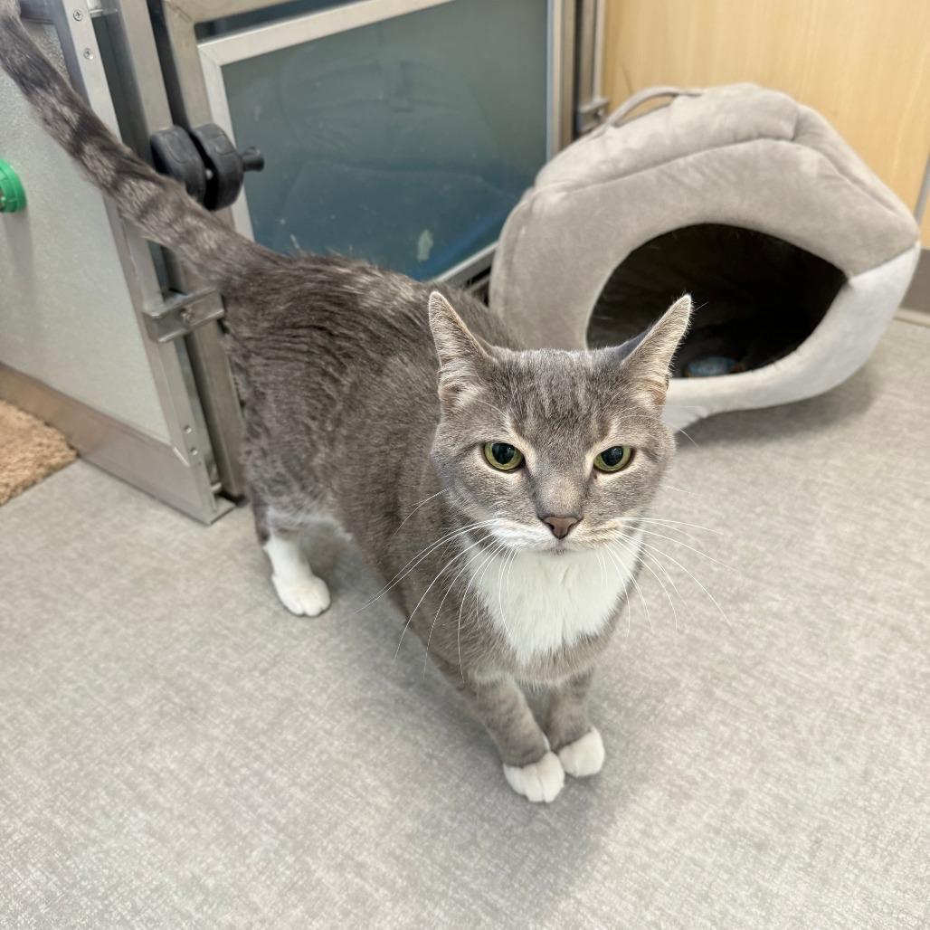 Oliver Twist, Adoptable, Senior Male Domestic Short Hair.