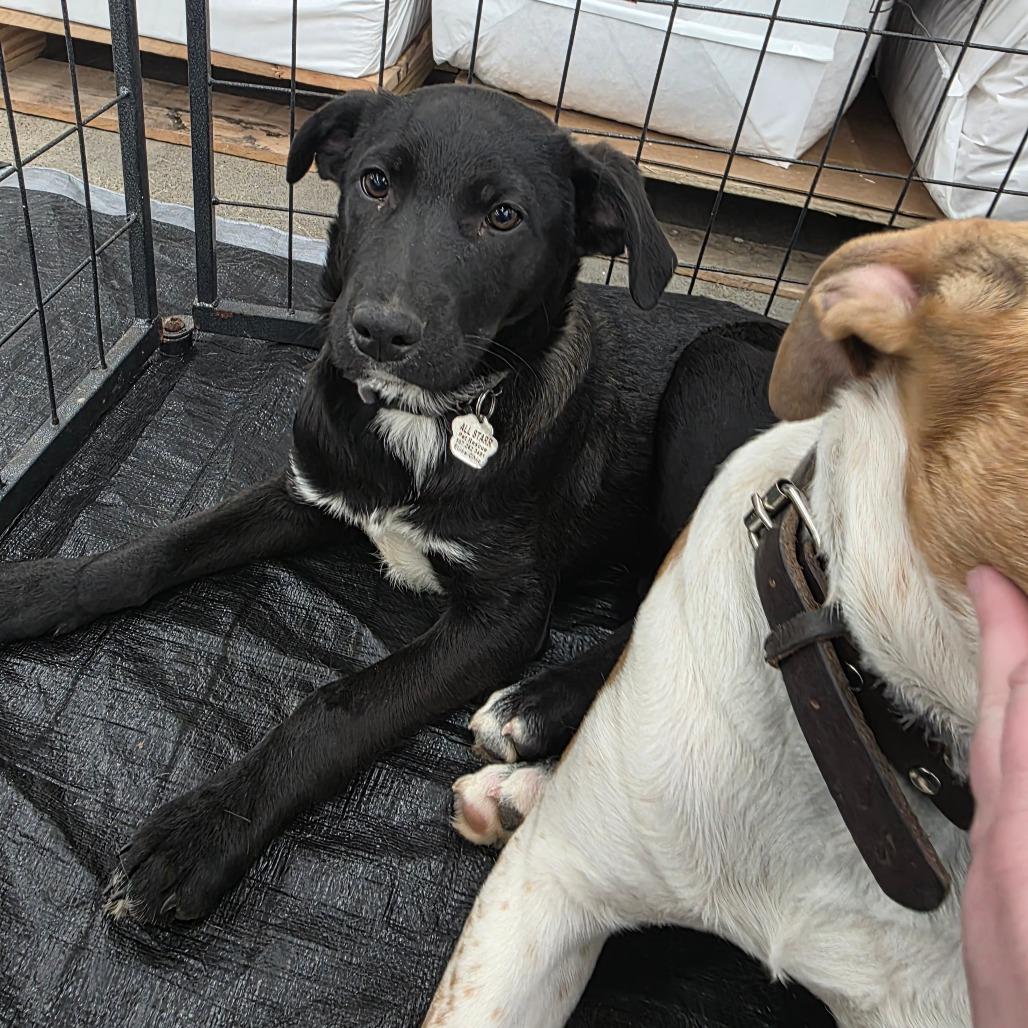 Enlarge Pepper, a Adoptable mixed breed in Lima, OH image 1/2