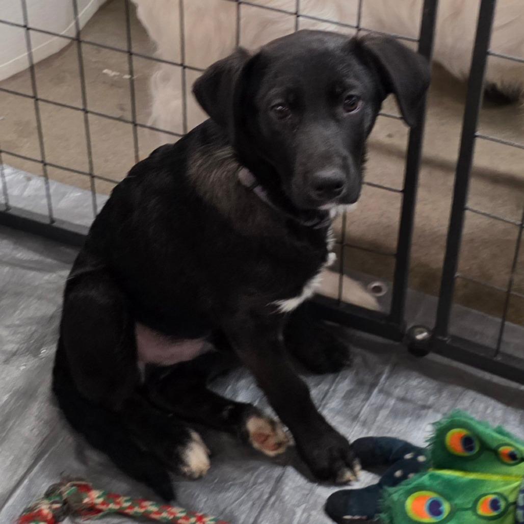 Enlarge Pepper, a Adoptable mixed breed in Lima, OH image 2/2