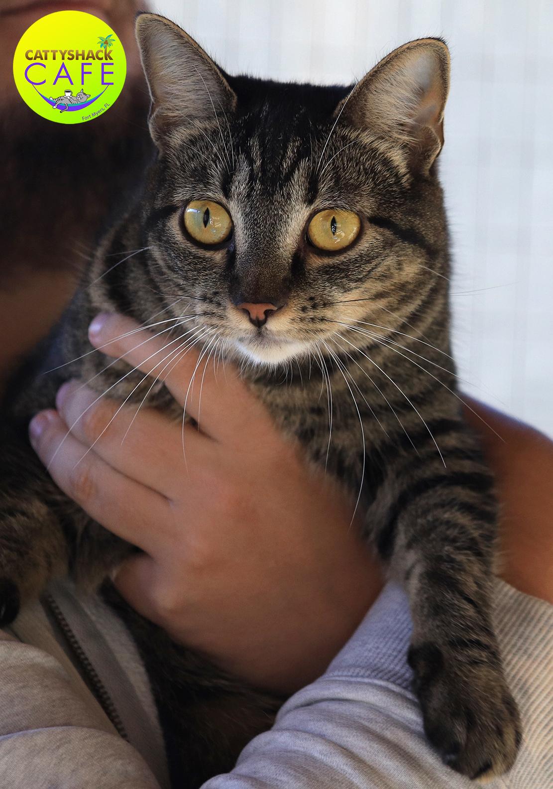 Jimmy - CSC, adopted, Young Male Domestic Short Hair.