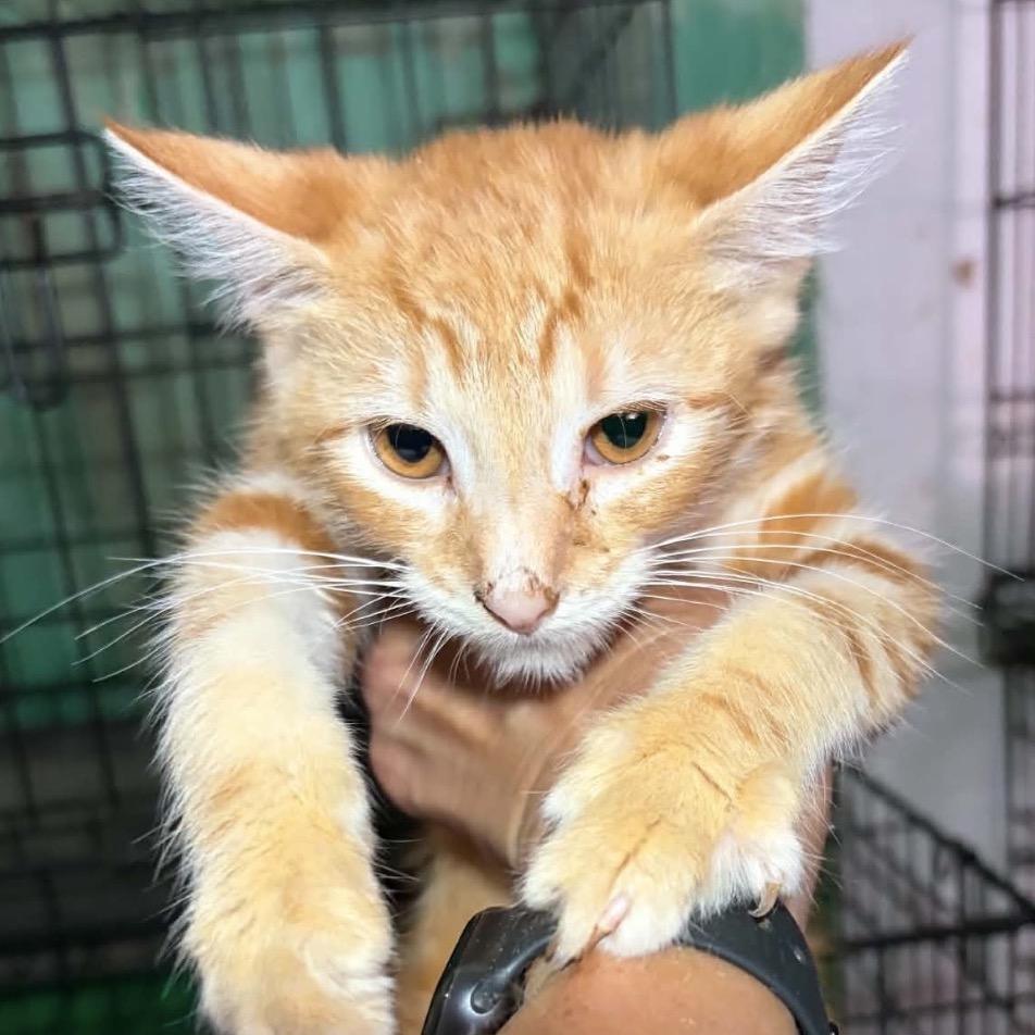 Sonic AKA Ruth kitten B, Adoptable, Kitten Male Domestic Short Hair.