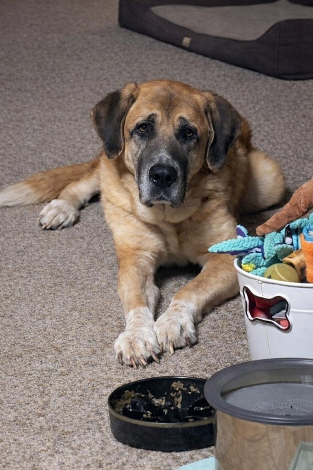 Ladee, ADOPTABLE, Senior Female Great Pyrenees.
