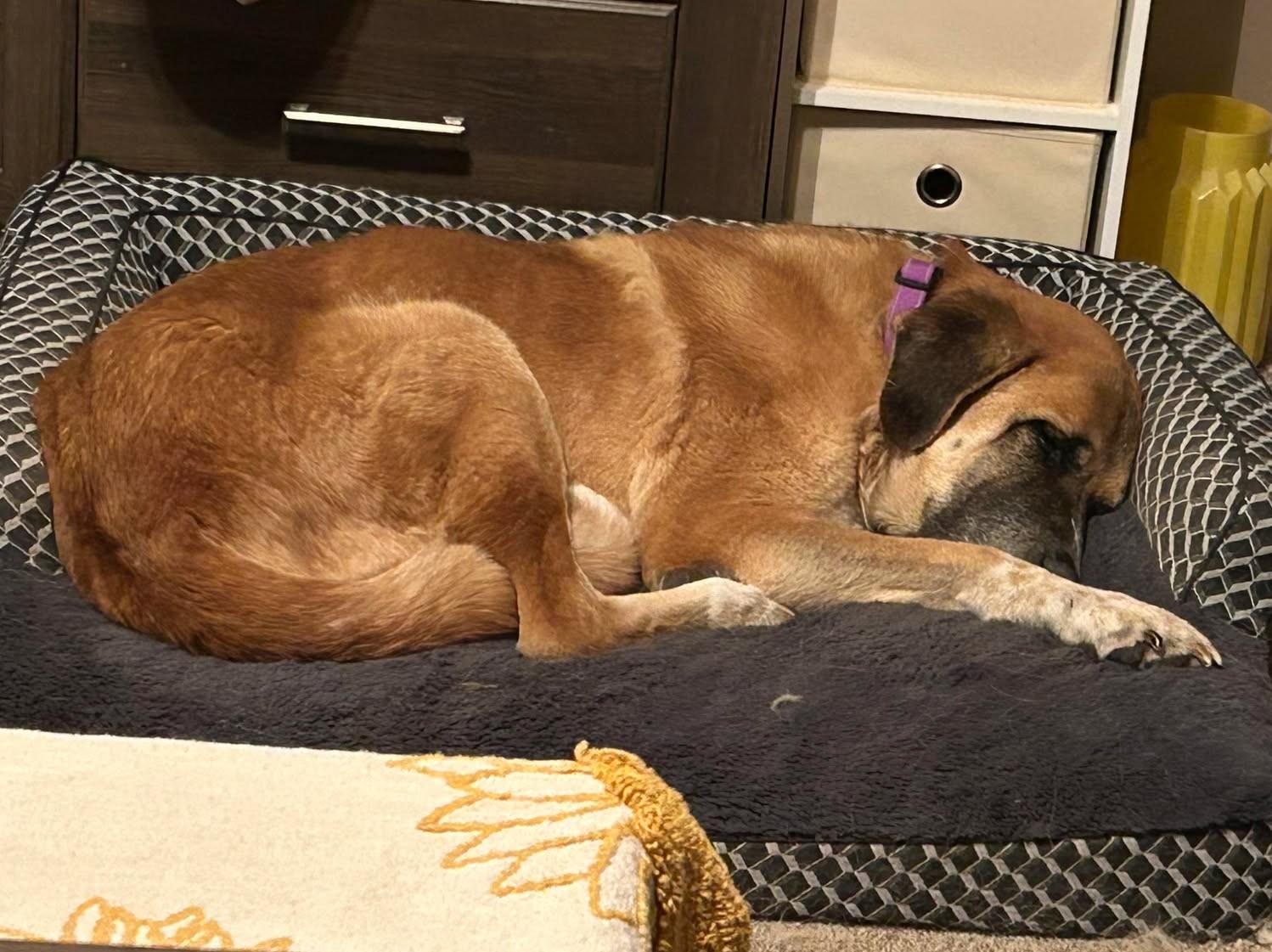 Enlarge Ladee, a ADOPTABLE mixed breed in Kiowa, OK image 6/6