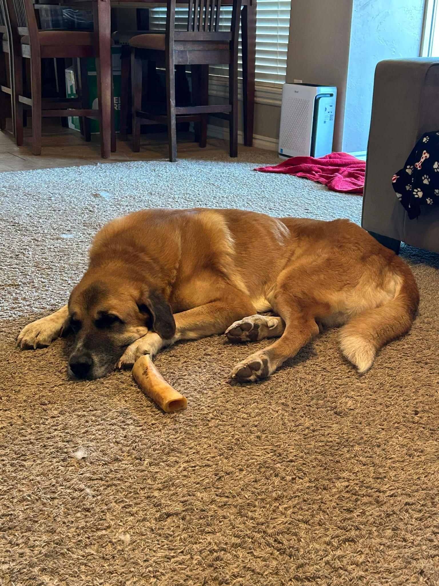 Enlarge Ladee, a ADOPTABLE mixed breed in Kiowa, OK image 3/6