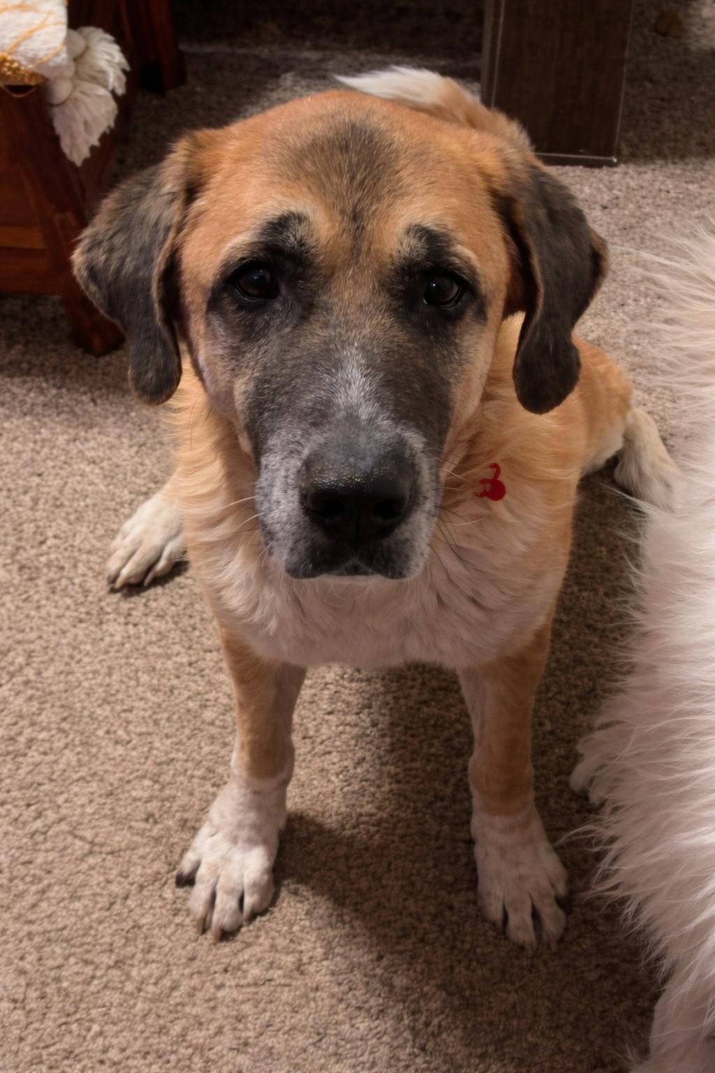 Enlarge Ladee, a ADOPTABLE mixed breed in Kiowa, OK image 2/6