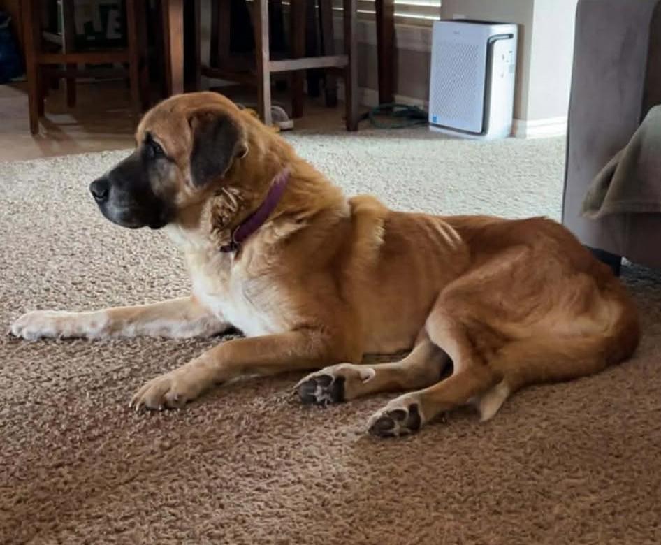 Enlarge Ladee, a ADOPTABLE mixed breed in Kiowa, OK image 5/6