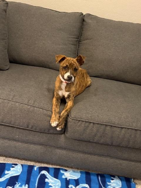 Enlarge 231-26 (Twix), a ADOPTABLE mixed breed in Brighton, CO image 2/5